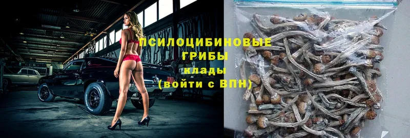 купить   Кисловодск  Галлюциногенные грибы Psilocybe 